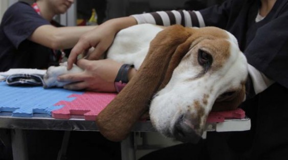 Se acerca la jornada de esterilización de mascotas en Tlapacoyan.
