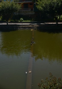 A pesar de los esfuerzos que realizan las personas de parques y jardines en la zona de Los Lagos, como es costumbre, los olores fétidos, basura y peces muertos son las constantes de este sitio.   