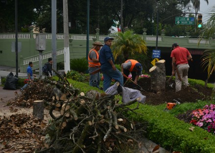 Empleados de ayuntamiento de Xalapa cortaron de raíz un árbol de magnolia que se encontraba en la avenida Ávila Camacho esquina Clavijero, según debido a que ya estaba seco. Algunas personas lo atribuyen a que podría obstruir visibilidad a las cámaras de seguridad.  