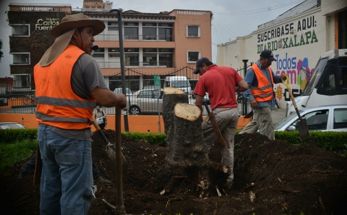 Empleados de ayuntamiento de Xalapa cortaron de raíz un árbol de magnolia que se encontraba en la avenida Ávila Camacho esquina Clavijero, según debido a que ya estaba seco. Algunas personas lo atribuyen a que podría obstruir visibilidad a las cámaras de seguridad.  