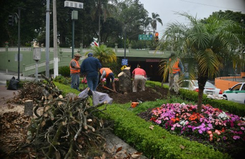 Empleados de ayuntamiento de Xalapa cortaron de raíz un árbol de magnolia que se encontraba en la avenida Ávila Camacho esquina Clavijero, según debido a que ya estaba seco. Algunas personas lo atribuyen a que podría obstruir visibilidad a las cámaras de seguridad.  