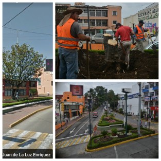 El antes, ahora y después de un árbol en Xalapa. 