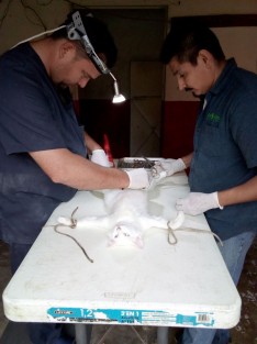 Exitosa jornada de esterilización de mascotas en Tlapacoyan.
