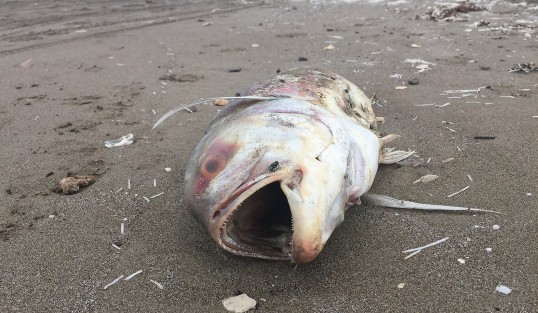 La playa de Chachalacas,  ubicada en el municipio de Úrsulo Galván, uno de los sitios promocionado por el Gobierno estatal, uno puede encontrar de todo, desde peces muertos, vacas a la orilla de la playa, y basura, mucha basura.  