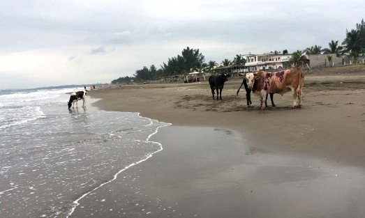La playa de Chachalacas,  ubicada en el municipio de Úrsulo Galván, uno de los sitios promocionado por el Gobierno estatal, uno puede encontrar de todo, desde peces muertos, vacas a la orilla de la playa, y basura, mucha basura.  