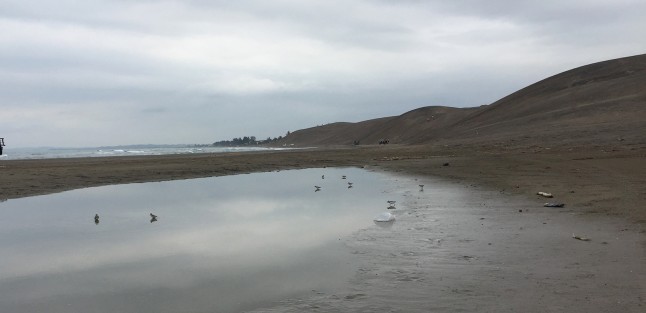 La playa de Chachalacas,  ubicada en el municipio de Úrsulo Galván, uno de los sitios promocionado por el Gobierno estatal, uno puede encontrar de todo, desde peces muertos, vacas a la orilla de la playa, y basura, mucha basura.  