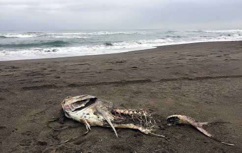 Los pobladores del sitio comentan que ya se ha informado de la muerte de peces a las autoridades, sin que hasta el momento se haga algo al respecto. Cuentan que a veces son varios los peces que se observan a la orilla de la playa sin razón aparente. 