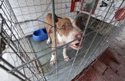 Conformarán un comité que vigile la aplicación ley de protección animal.
