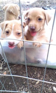 Milagros Caninos sigue avanzando en pro de los animales.
