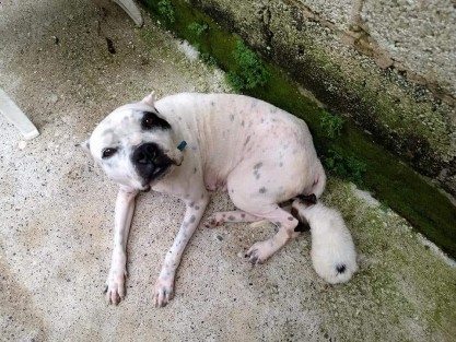 Perrita que era violada fue rescatada para darle atención y tratamiento adecuado.
