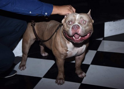  Preparan exhibición canina para el próximo domingo a las 4 de la tarde.
