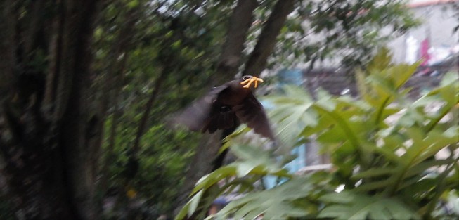 Hasta las aves rapaces están cambiando su dieta.  