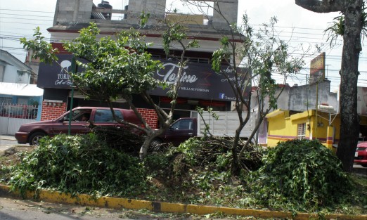 La jardinera al ahí se va. Ya no los podan, los tuzan. 