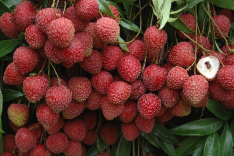 Productores de litchi les afecta la competencia desleal.

