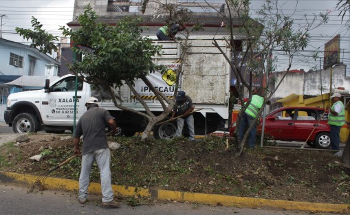 Por fin se vieron los de parques y jardines levantando los escombros de los árboles podados, por si les gana el aguacero no tapen las arcantarillas pluviales. 