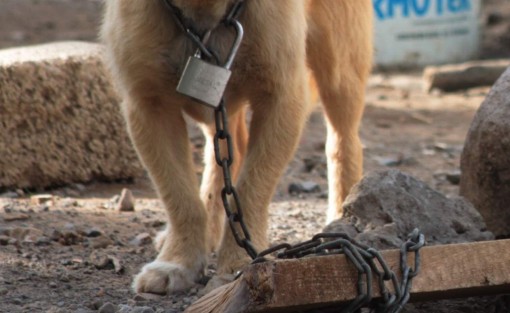 Maltrato animal va en incremento, se requiere que haya una unidad de la FEDAYCA.
