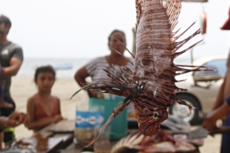 Capturan ejemplares de Pez León en arrecifes veracruzanos. Pescadores de diversas cooperativas colaboran con el programa de pesca de este pez invasor y depredador con la finalidad de erradicarlo del sistema arrecifal  de Veracruz.