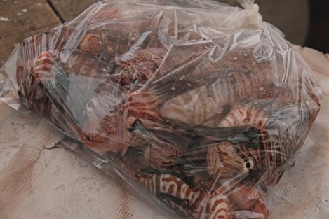 Capturan ejemplares de Pez León en arrecifes veracruzanos. Pescadores de diversas cooperativas colaboran con el programa de pesca de este pez invasor y depredador con la finalidad de erradicarlo del sistema arrecifal  de Veracruz.