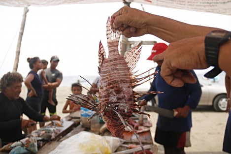 Capturan ejemplares de Pez León en arrecifes veracruzanos. Pescadores de diversas cooperativas colaboran con el programa de pesca de este pez invasor y depredador con la finalidad de erradicarlo del sistema arrecifal  de Veracruz.
