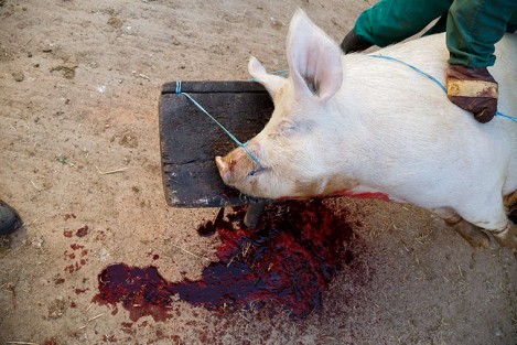Carniceros comercializan carne de dudosa procedencia, debido a que se sacrifican a los animales de manera clandestina.
