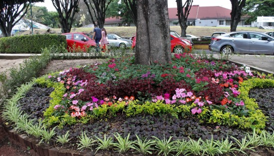 Adornan los jardines de los camellones en Xalapa, al parecer se les hará  a todos los principales de diferentes avenidas.  