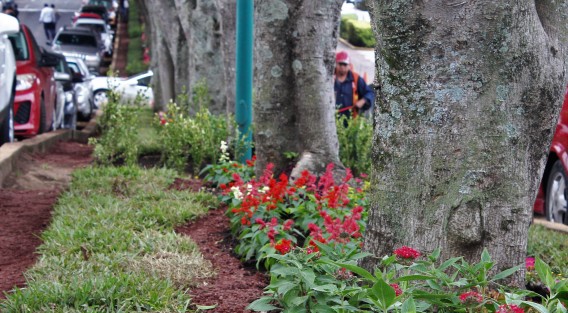 Adornan los jardines de los camellones en Xalapa, al parecer se les hará  a todos los principales de diferentes avenidas.  