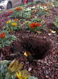 A decir de los encargados de la jardinería, las flores son caras y de cuidado; son tan buenas que ya hay quienes se las han robado; nadamás se ven lo hoyos de que las arrancan.  