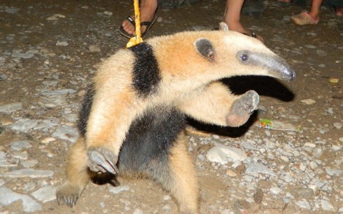 Protección Civil rescata fauna silvestre y es trasladada a un área natural protegida.

