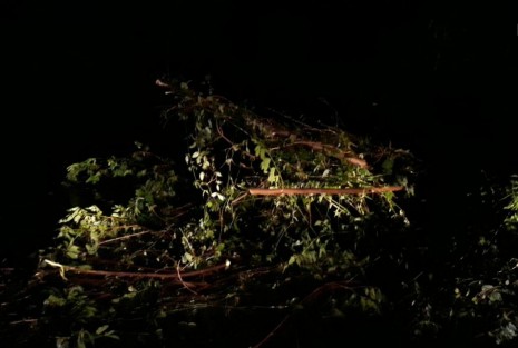 Se tuvo que derribar árbol a punto de caer sobre viviendas y cables de luz.