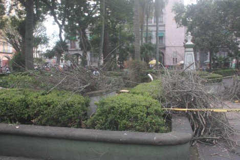 Un tronco y un pijul, ambos secos, fueron retirados este martes del Parque Juárez de Xalapa, Ver.   Trabajadores informaban a los ciudadanos que se acercaban, que son los únicos que se retiran de ese parque, y que otros serán plantados. 
