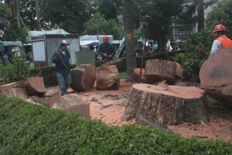 Un tronco y un pijul, ambos secos, fueron retirados este martes del Parque Juárez de Xalapa, Ver.   Trabajadores informaban a los ciudadanos que se acercaban, que son los únicos que se retiran de ese parque, y que otros serán plantados. 