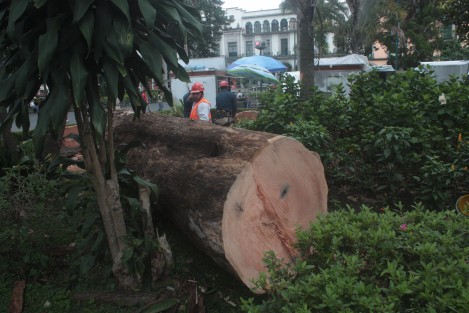 Un tronco y un pijul, ambos secos, fueron retirados este martes del Parque Juárez de Xalapa, Ver.   Trabajadores informaban a los ciudadanos que se acercaban, que son los únicos que se retiran de ese parque, y que otros serán plantados. 