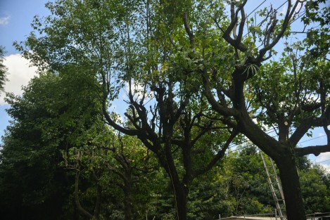 Personal  del ayuntamiento de Xalapa realiza la poda de árboles sobre la avenida Ruiz Cortines, ya que comentan que están muy cerca de los cables de electricidad, lo cual podría causar cortos circuitos.