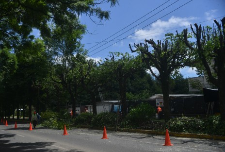 Personal  del ayuntamiento de Xalapa realiza la poda de árboles sobre la avenida Ruiz Cortines, ya que comentan que están muy cerca de los cables de electricidad, lo cual podría causar cortos circuitos.