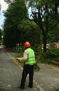 Personal del ayuntamiento de Xalapa realiza la poda de árboles sobre la avenida Ruiz Cortines, ya que comentan que están muy cerca de los cables de electricidad, lo cual podría causar cortos circuitos.