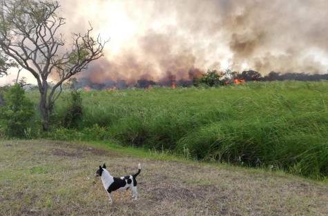 Este mediodía comenzó a registrarse un incendio en la Ciénega de Nautla, Ver., generando la movilización de corporaciones. Al momento iban 50 has. afectadas sin que el fuego fuera controlado.  
