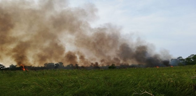 Este mediodía comenzó a registrarse un incendio en la Ciénega de Nautla, Ver., generando la movilización de corporaciones. Al momento iban 50 has. afectadas sin que el fuego fuera controlado.  