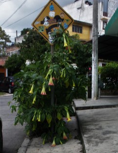 Hasta las señales de tránsito están floreciendo en la capital. ¿O el floripondio se esconde para que no lo corten? 