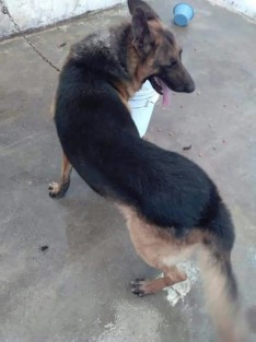 Promocionan la adopción de mascotas en Tlapacoyan.
