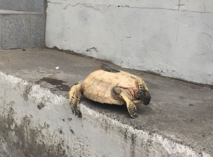 Una tortuga fue encontrada muerta en la Playa Martí, de Veracuz. Al parecer, el animal fue golpeado lo que pudo provocar su muerte.