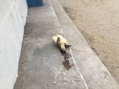 Una tortuga fue encontrada muerta en la Playa Martí, de Veracuz. Al parecer, el animal fue golpeado lo que pudo provocar su muerte.