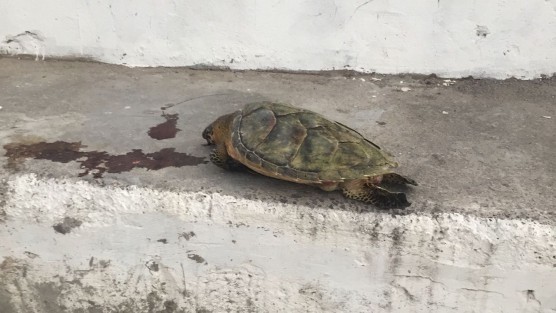 Una tortuga fue encontrada muerta en la Playa Martí. Al parecer, el animal fue golpeado lo que pudo provocar su muerte.