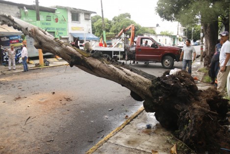 Un árbol cayó a consecuencia de la torrencial lluvia que se dejó sentir durante la madrugada. La calle J. Herrera de la colonia Carranza,de la ciudad de Boca del Río, Ver., tuvo que ser cerrada para retirar las ramas y tronco.