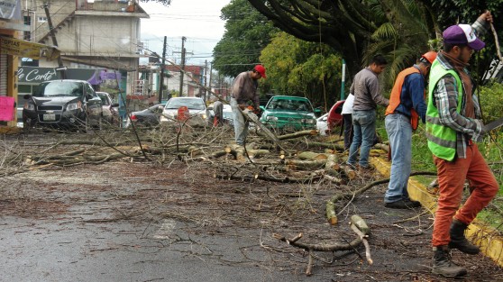 Continúa la poda y derribe de árboles dictaminados por el Ayuntamiento de Xalapa como en mal estado y de peligro para la población. Esta vez le tocó a los de la avenida Encanto.