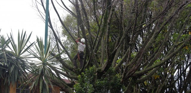 Continúa la poda y derribe de árboles dictaminados por el Ayuntamiento de Xalapa como en mal estado y de peligro para la población. Esta vez le tocó a los de la avenida Encanto.