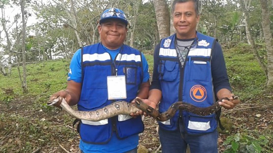 Atendiendo un reporte ciudadano, elementos de Protección Civil del Mpio. de Teocelo, acudieron al barrio de La Palma para rescatar un ejemplar de  Boa Constrictora (Mazacuata), para reintegrarla a su hábitat natural en un monte virgen cercano a la barranca Matlacobatl.  Así en Teocelo se preserva y se respeta a las especies silvestres que habitan la región.