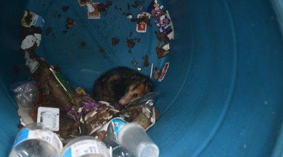 Un tlacuache duerme en un bote de basura del parque Natura. Los corredores comentan que fue lastimado por unos perros que transitan por el lugar; por desgracia nadie sabía con quien reportar la emergencia y ahí se quedo el animalito. 