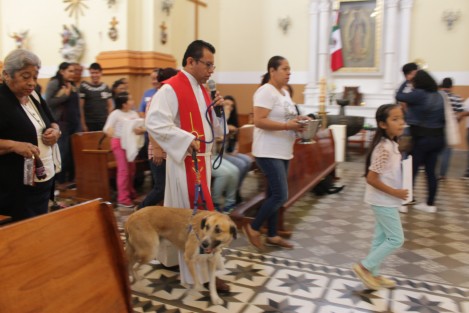 Este sábado decenas de mascotas, la mayoría perros, pero también, gatos, hurones, gallinas, cuyos, peces y tortugas recibieron la bendición en la iglesia de Los Corazones. Este domingo se hará lo mismo en la iglesia de San José, a las 13:45 horas.  