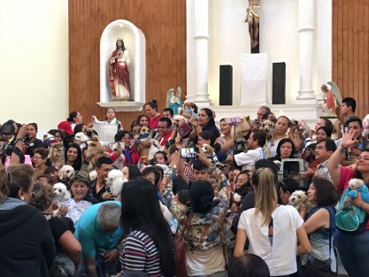 Este sábado decenas de mascotas, la mayoría perros, pero también, gatos, hurones, gallinas, cuyos, peces y tortugas recibieron la bendición en la iglesia de Los Corazones. Este domingo se hará lo mismo en la iglesia de San José, a las 13:45 horas. 