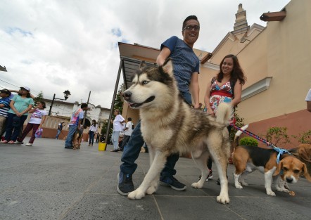 En el templo de San José se llevó a cabo la tradicional bendición de animales con motivo de la celebración de la fiesta de San Francisco de Asís.  

